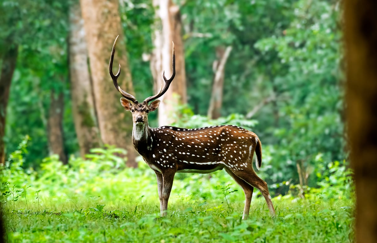 Shutterstock : A spotted deer in Wayanad, Kerala