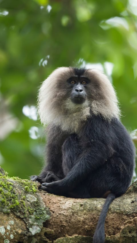 Lion Tailed Macaque from the Silent Valley National Park