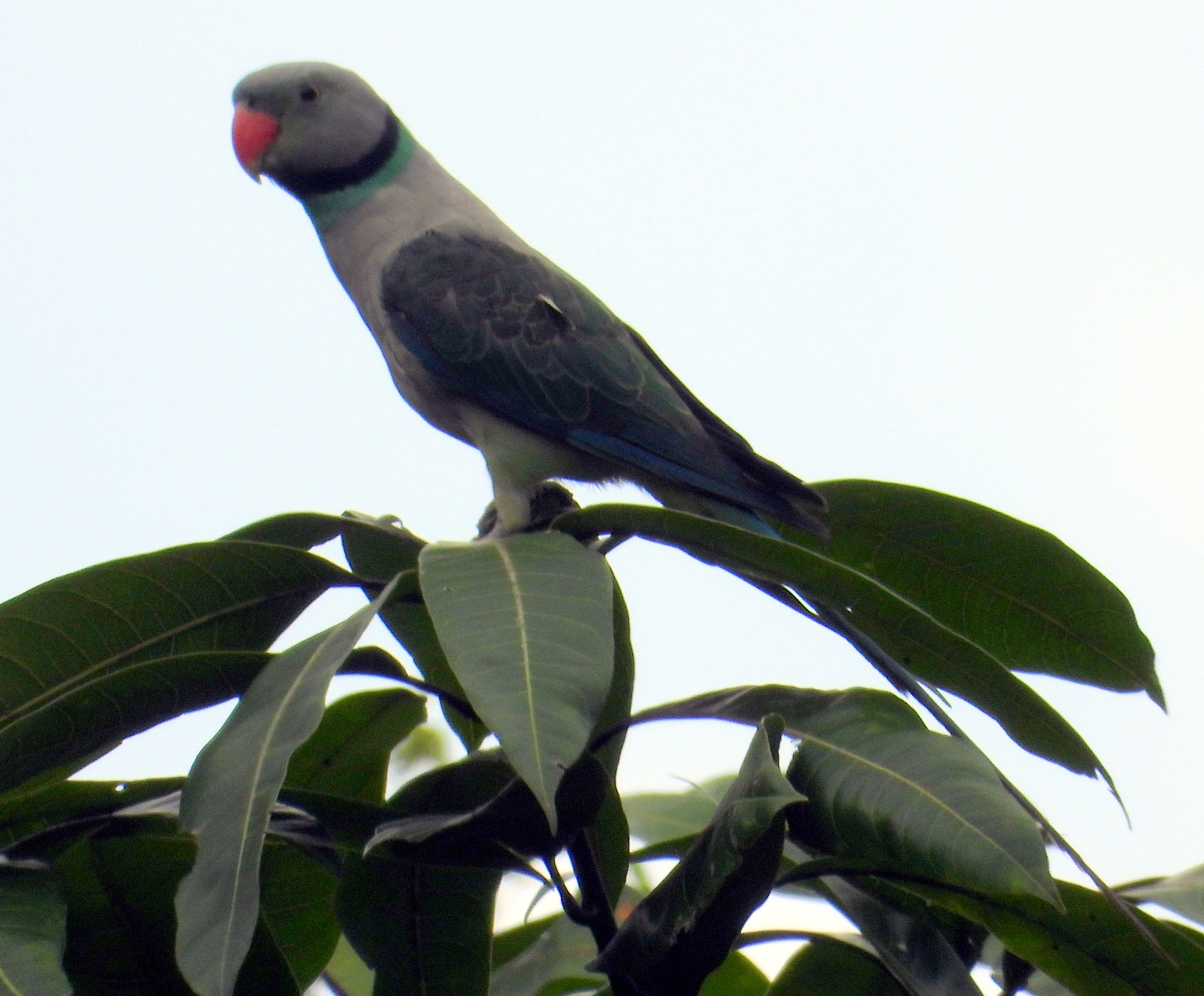 Malabar Parakeet