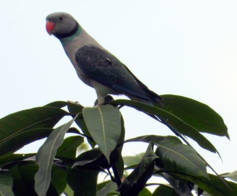 Malabar Parakeet