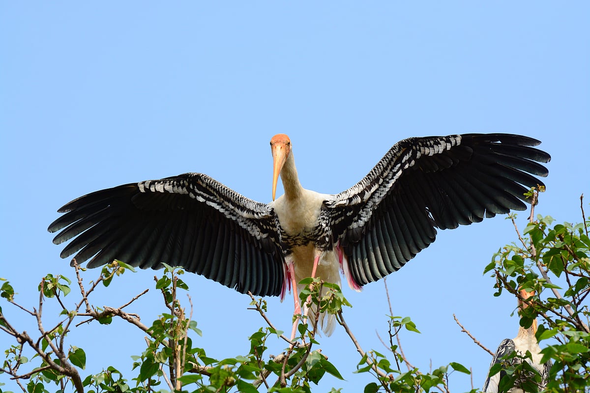 A painted stork at Kokkarebellur