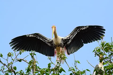A painted stork at Kokkarebellur