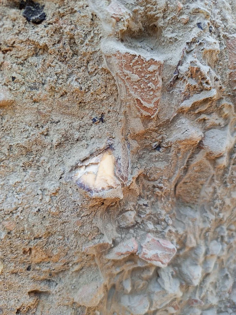 Bones in the Parrot Wall