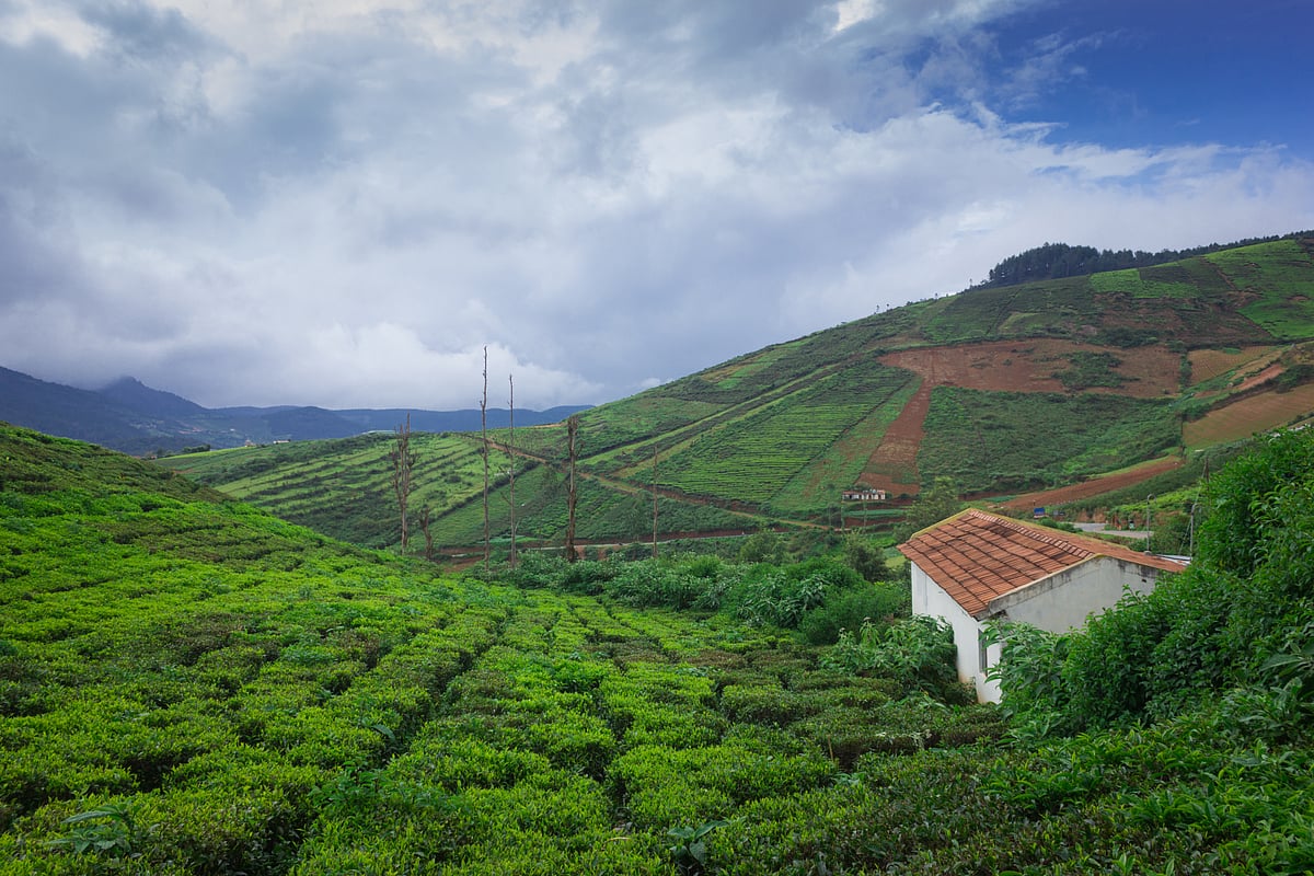 Tea plantations at Coorg, India
