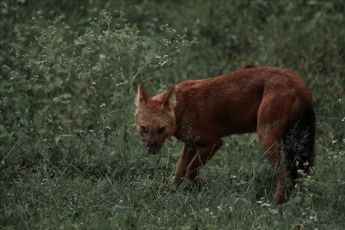 The Indian wild dog or dhole in Mudumalai National Park