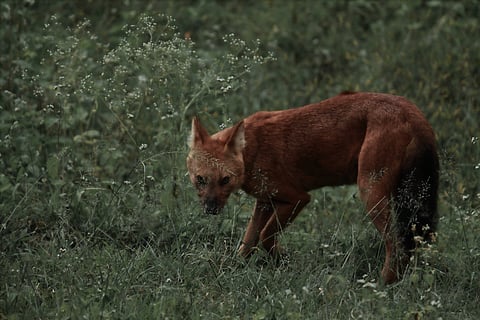 The Indian wild dog or dhole in Mudumalai National Park