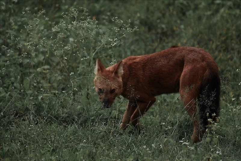 The Indian wild dog or dhole in Mudumalai National Park
