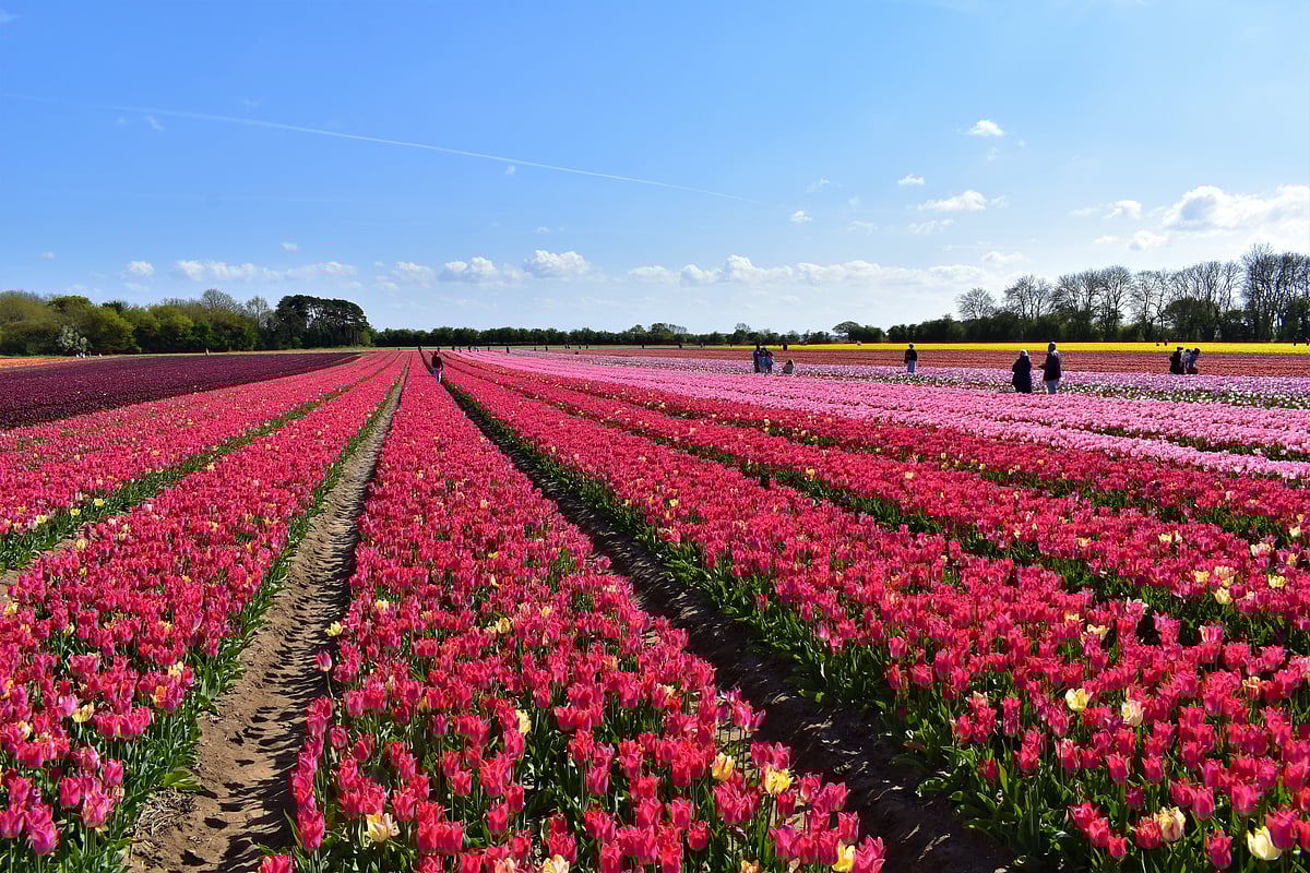 Norfolk Tulip Fields