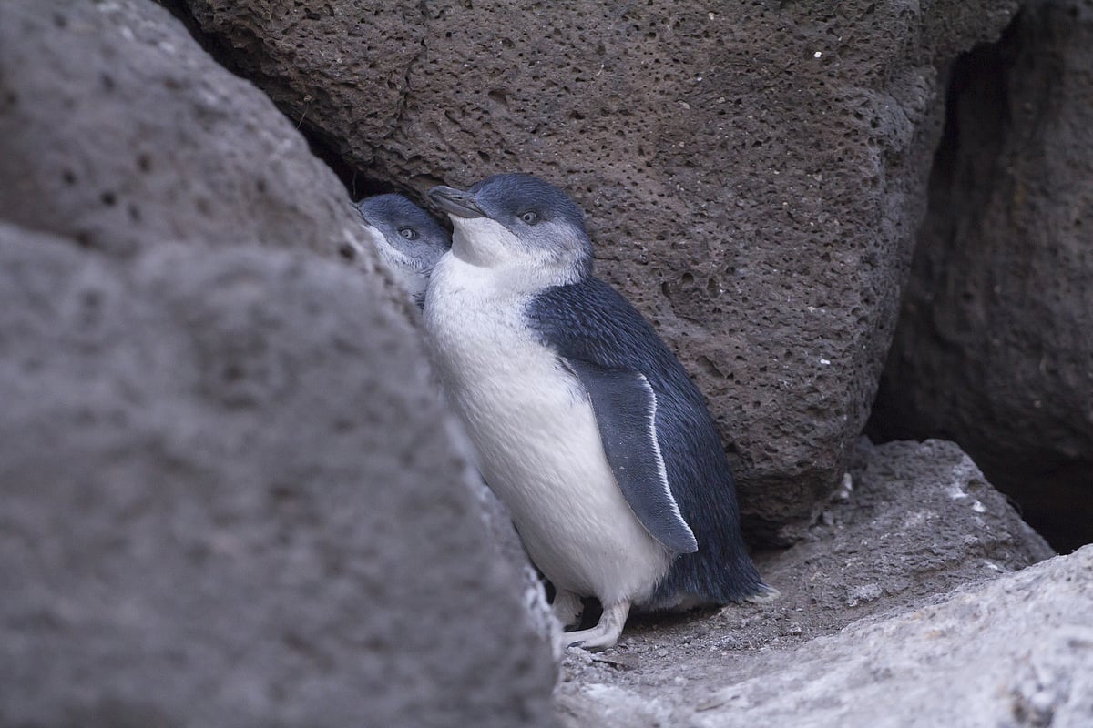 The Little Penguins of St Kilda Beach