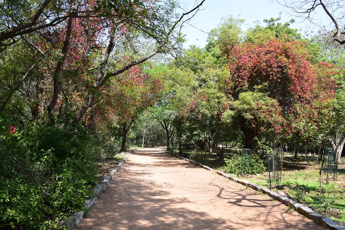 Sanjay Van is a thickly wooded forest