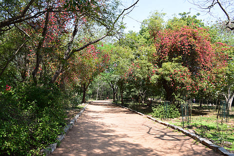 Sanjay Van is a thickly wooded forest
