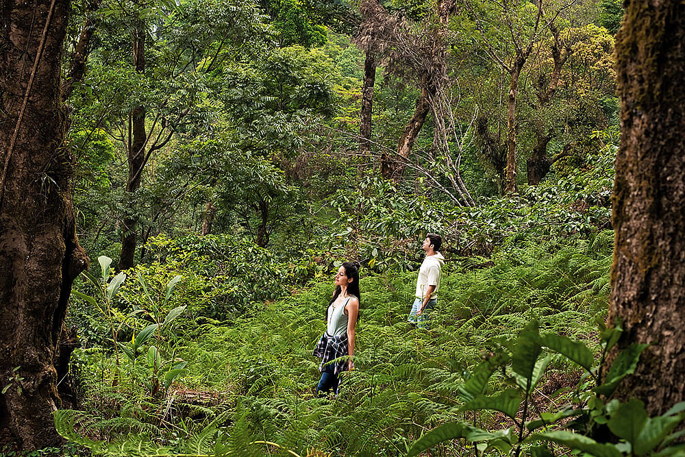 Forest bathing at The Tamara Coorg