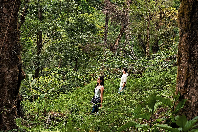 Forest bathing at The Tamara Coorg
