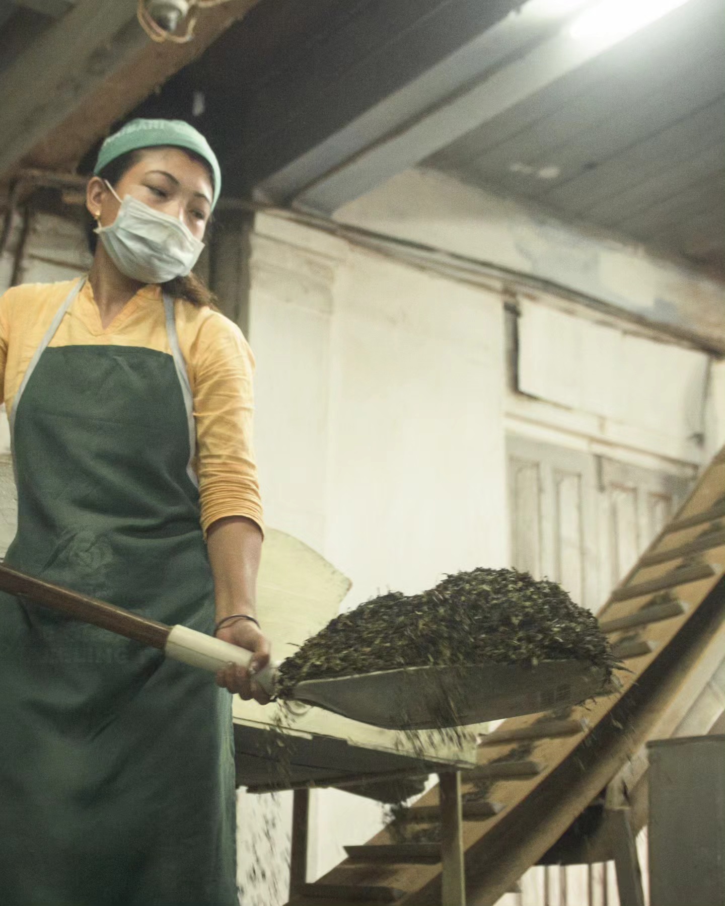 A worker in the Makaibari tea factory