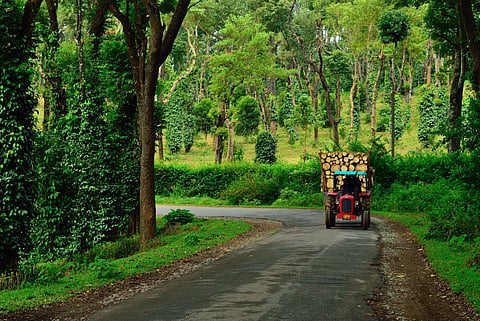 Inside a coffee plantation at Coorg