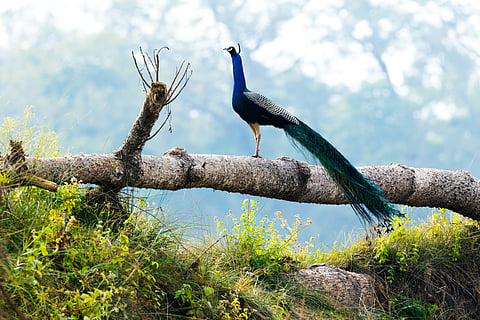 An Indian peafowl at Chitwan National Park