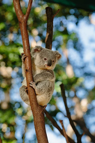 Shutterstock : Baby koala at Currumbin Wildlife Park, Qld, Australia