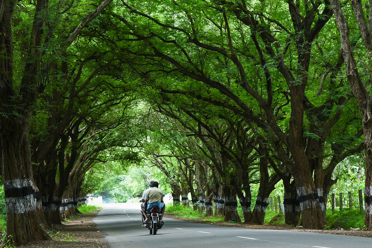 10 Best Tourist Spots In Pollachi, Tamil Nadu