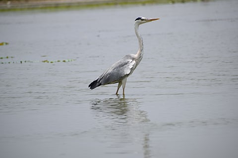 A grey heron at Ousteri Lake 