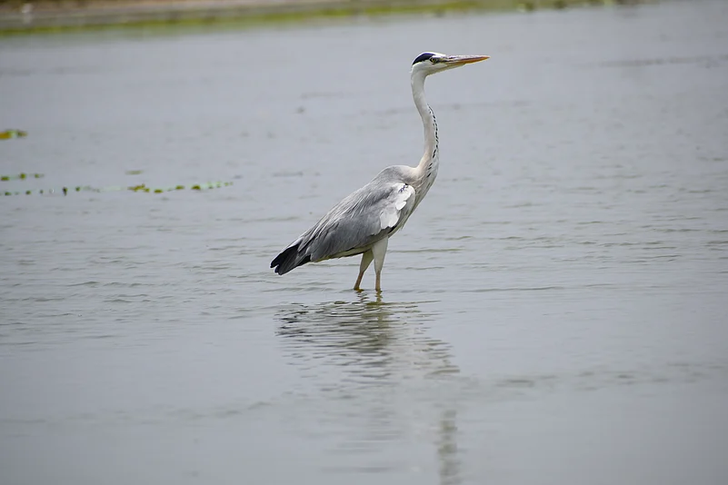 A grey heron at Ousteri Lake