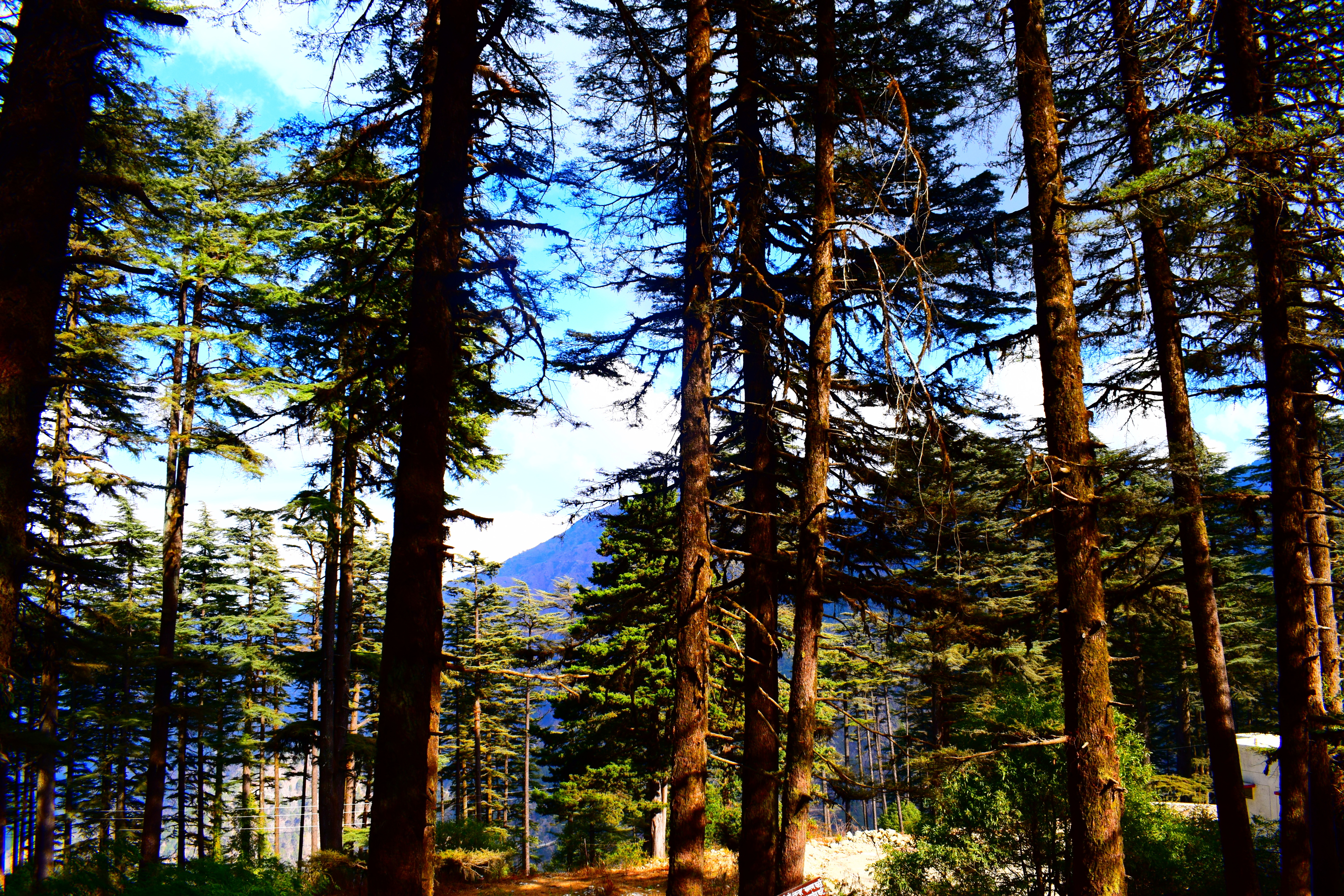 Verdant views from Eco Park, Dhanaulti