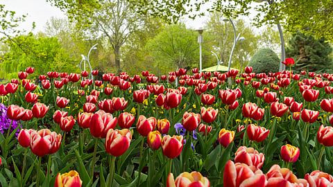 Tulips in Laleh Park (laleh means tulip in Persian), Tehran, Iran
