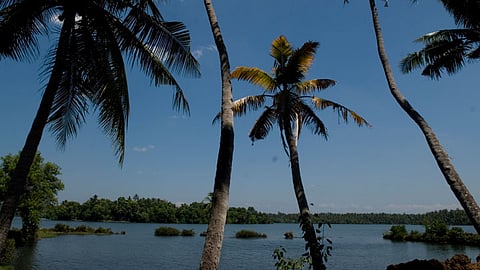 Ponnumthuruthu island has lots of coconut trees