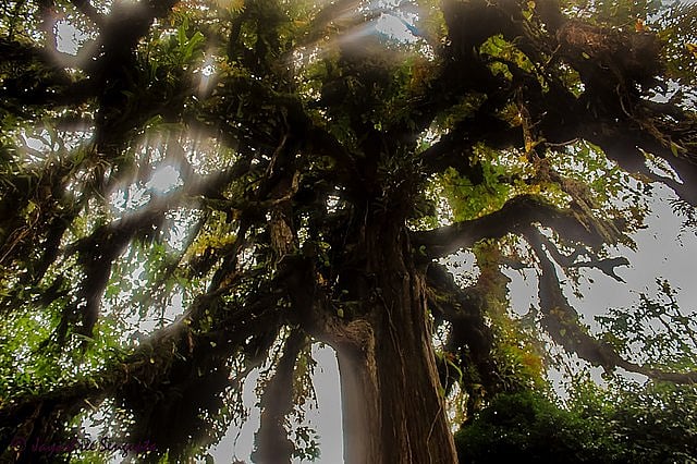 The pine tree of Norbugang