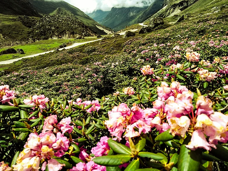 The area's exceptional beauty is evident in its diverse flora and fauna - Gyanveer Singh/Shutterstock