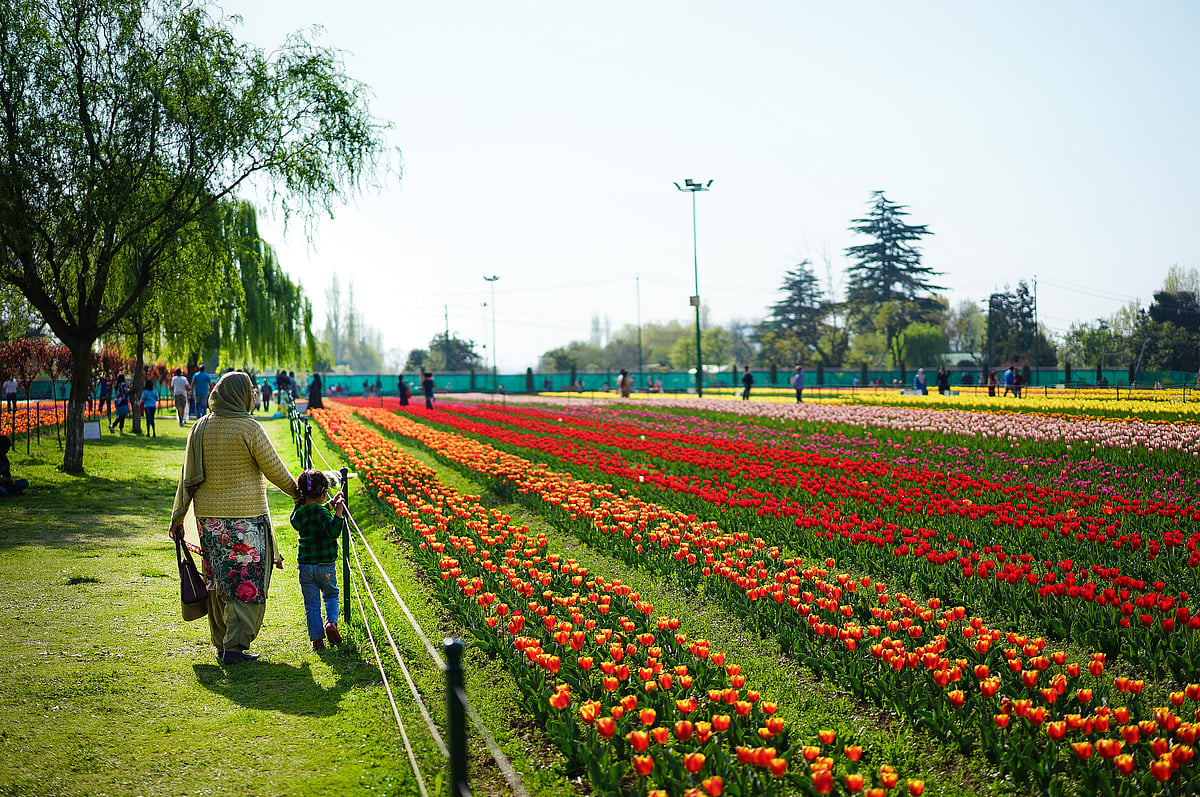 People admire the blooms at the tulip garden in Kashmir