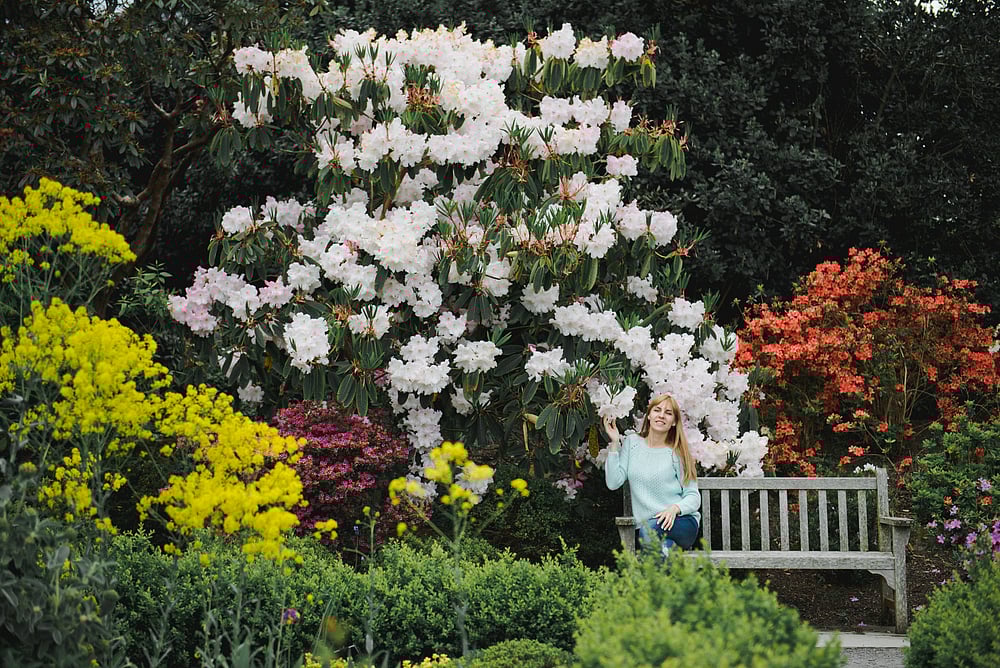The daffodils in this garden are in full bloom in March