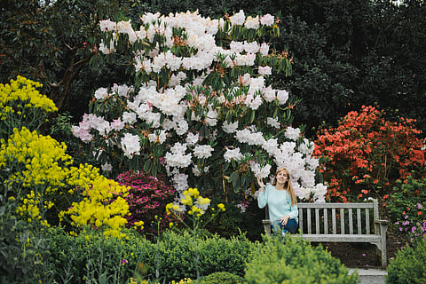 The daffodils in this garden are in full bloom in March