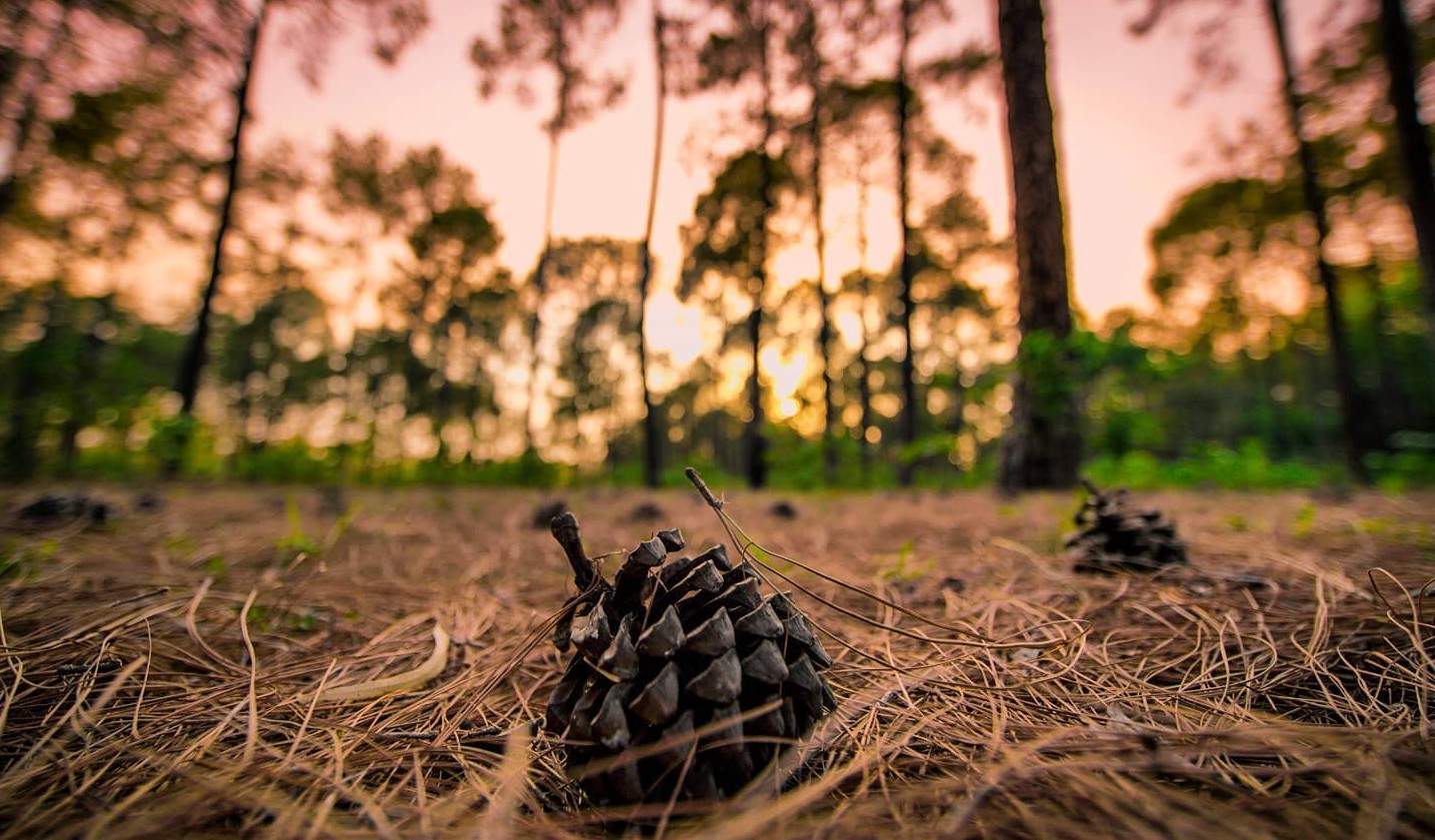 Netarhat Pine Forest