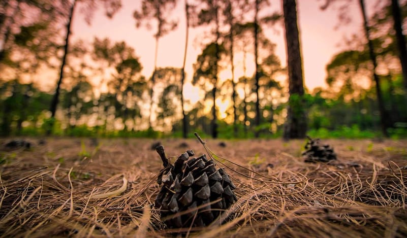 Netarhat Pine Forest