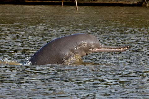 The Ganges river dolphin is found in the major river systems of India, Bangladesh and Nepal. Just a few thousand dolphins survive today