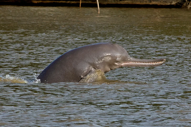 The Ganges river dolphin is found in the major river systems of India, Bangladesh and Nepal. Just a few thousand dolphins survive today