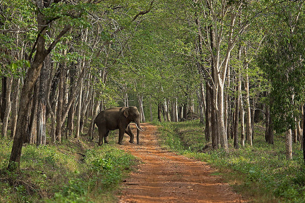 An elephant crossing the road at Bhadra Tiger Reserve