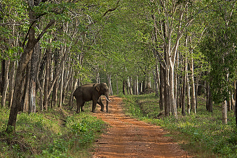 An elephant crossing the road at Bhadra Tiger Reserve