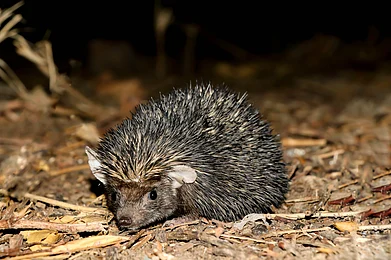 Shutterstock : The Indian long-eared hedgehog (Hemiechinus collaris) is a species native to the Indian subcontinent