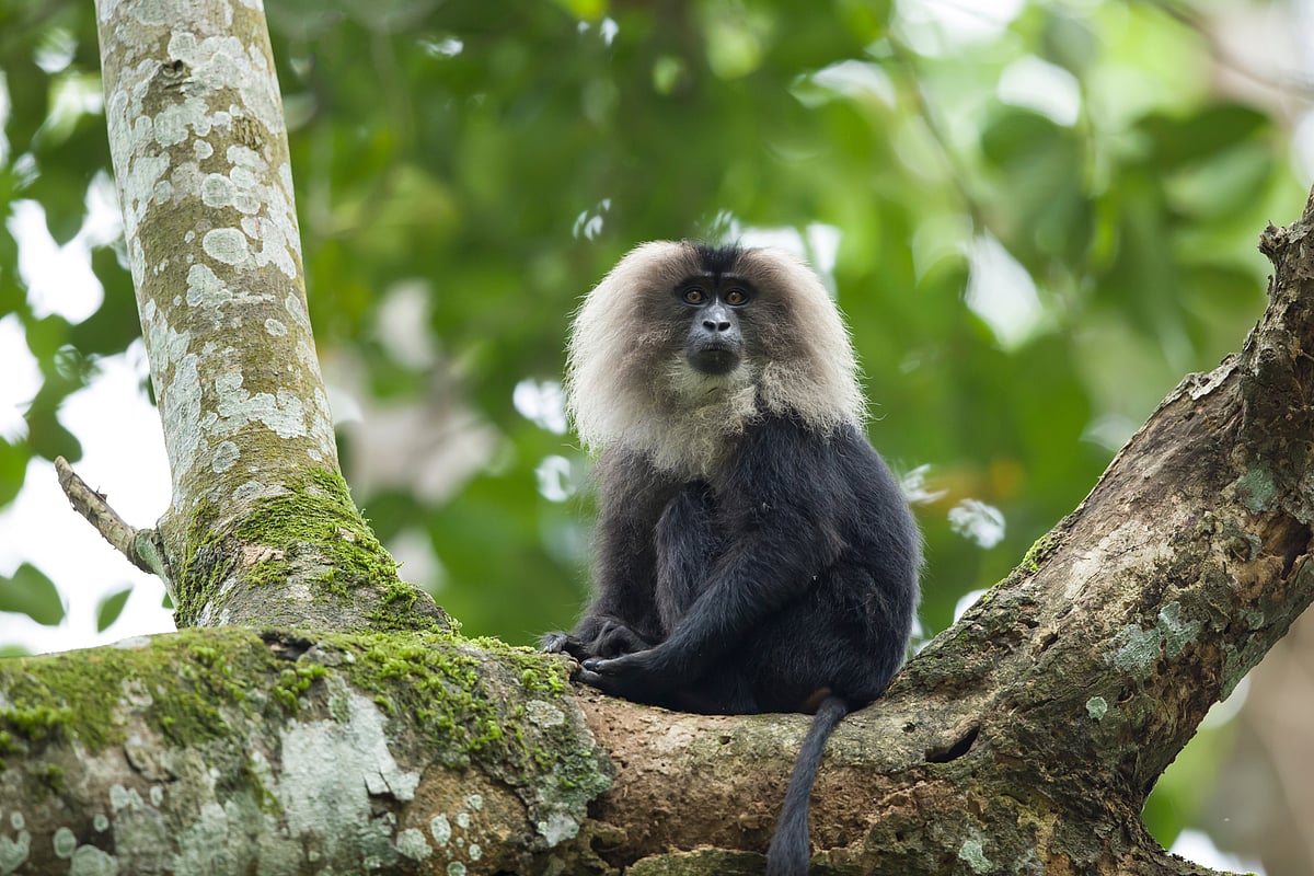 The lion-tailed macaques are a flagship species of Silent Valley National Park
