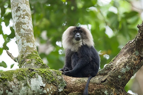 The lion-tailed macaques are a flagship species of Silent Valley National Park