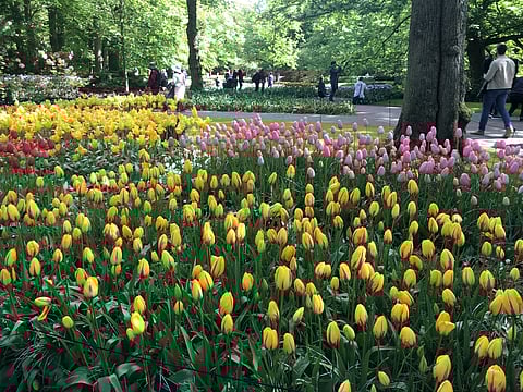 People walk through Keukenhoff Park