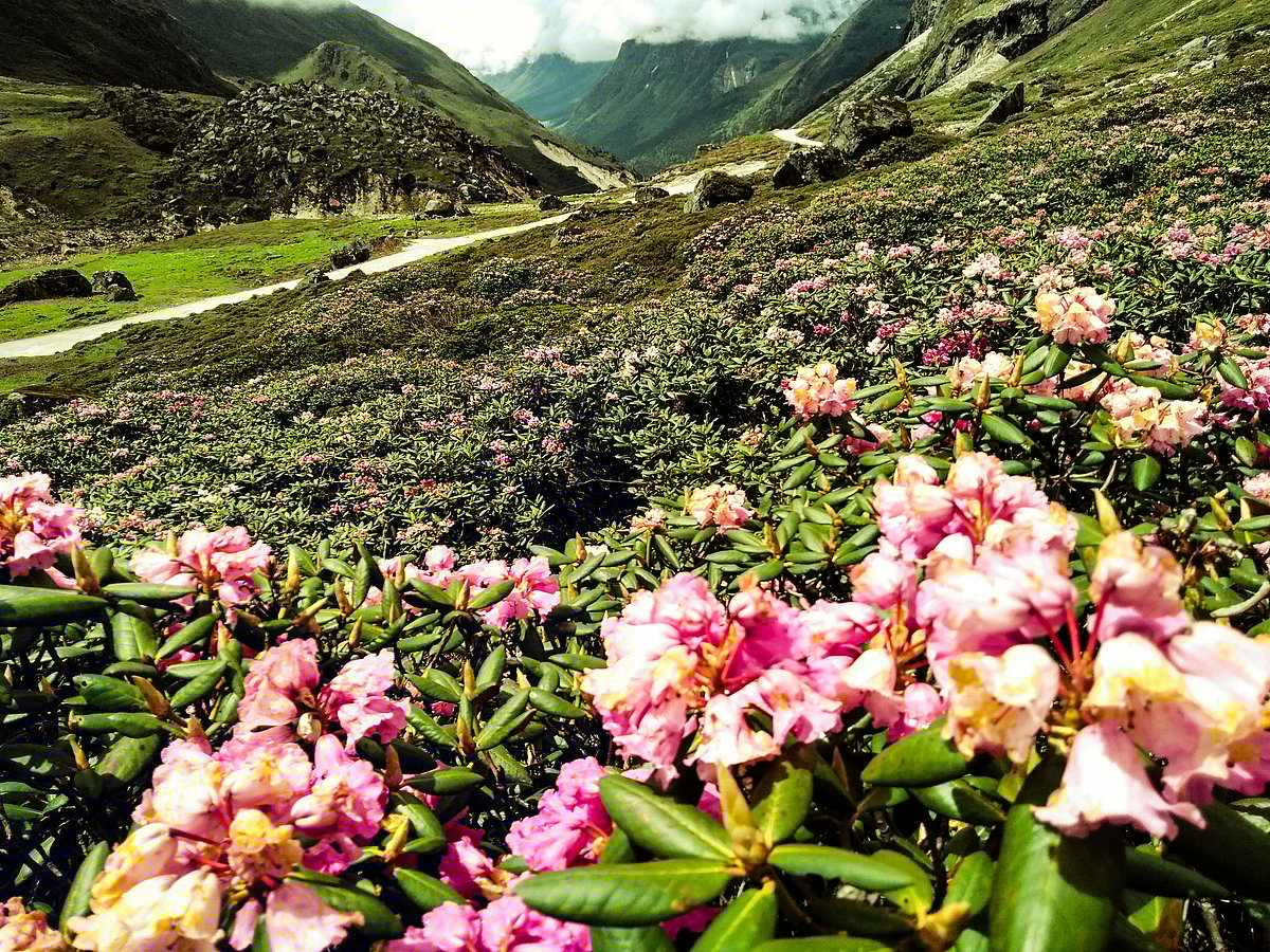 Yumthang Valley is rightly called the Valley of the Flowers