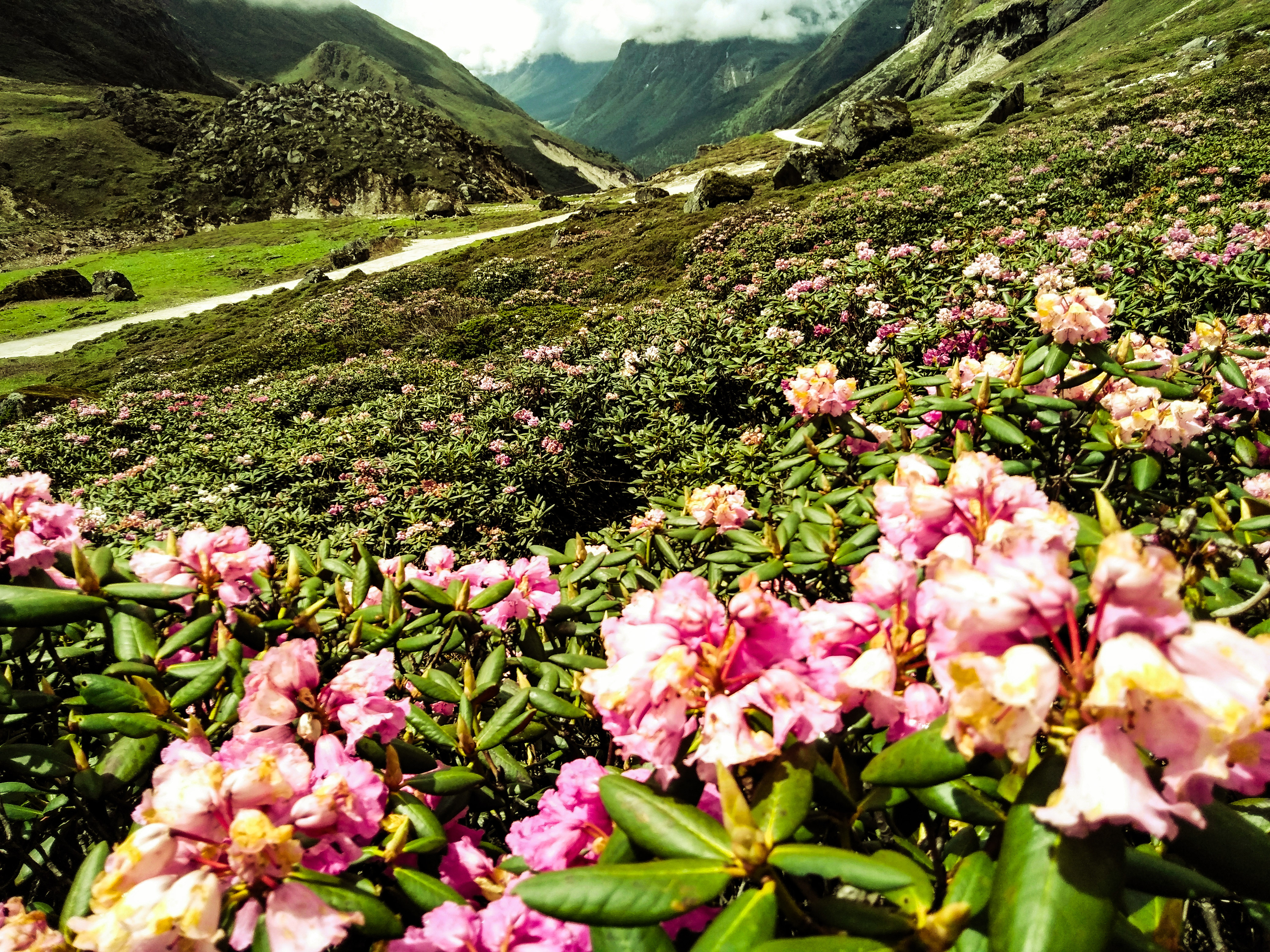Yumthang Valley is rightly called the Valley of the Flowers