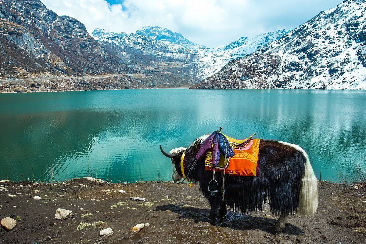 A yak at Tsomgo Lake