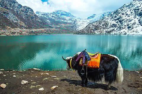 A yak at Tsomgo Lake