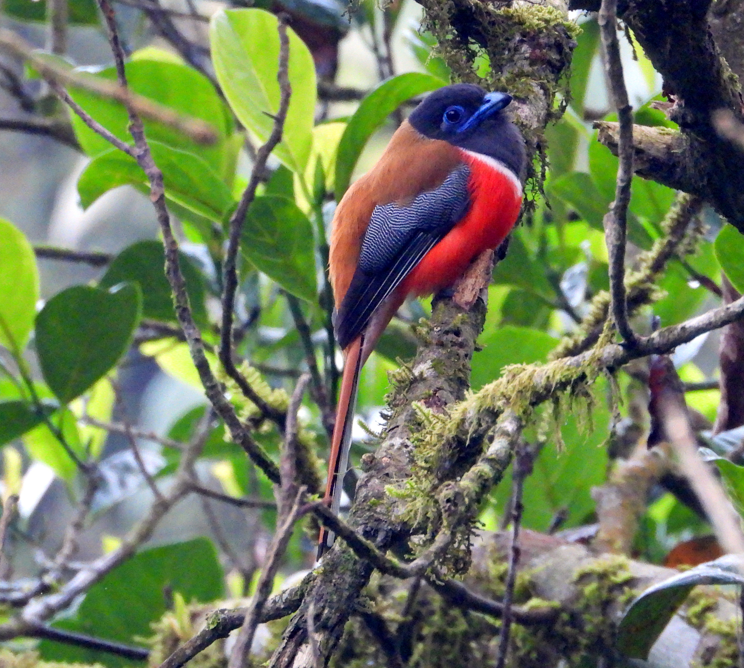 Malabar Trogon