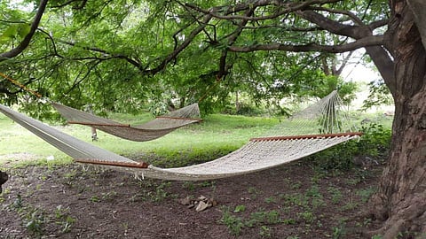 Hammocks in the Nachikuppam forest