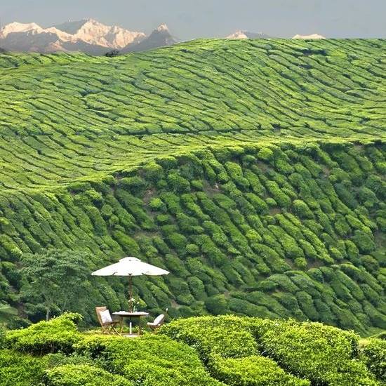 Sitting amid tea plantations and the peaks of Kanchenjunga