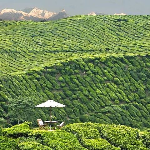 Sitting amid tea plantations and the peaks of Kanchenjunga